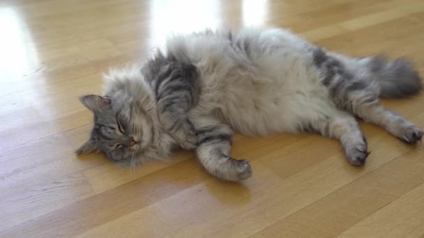 Fluffy Domestic Gray Maine Coon Cat Lying Lazily Parquet Floor — Stock Video