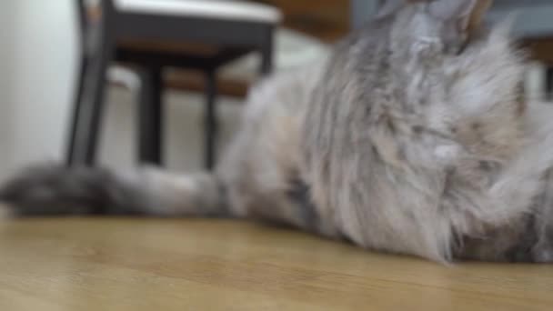 Fluffy Doméstica Gris Maine Coon Gato Acostado Perezosamente Suelo Parquet — Vídeo de stock