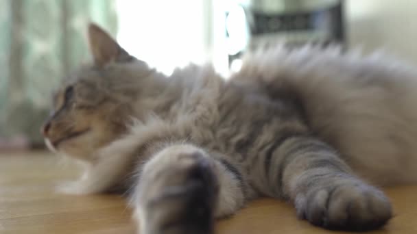 Pofuduk Yerli Gri Maine Rakunu Kedi Parke Zeminde Tembelce Yatıyor — Stok video