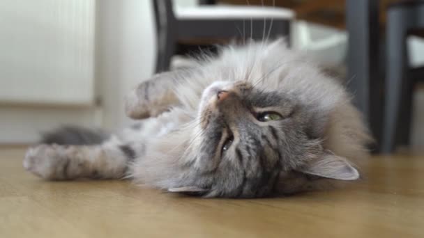 Fluffy Domestic Gray Maine Coon Cat Lying Lazily Parquet Floor — Stock Video
