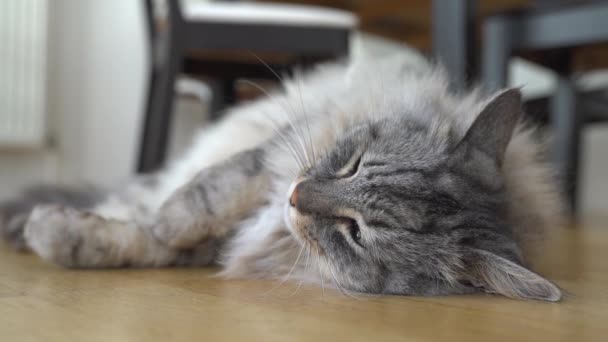 Пухнаста Домашня Сіра Кішка Мен Куна Лежить Ліниво Паркетній Підлозі — стокове відео