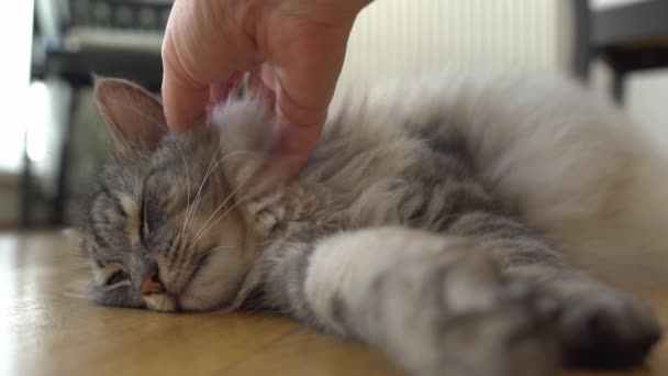 Kadınların Eli Kabarık Gri Maine Rakun Kedisini Tırmalıyor Parke Zemininde — Stok video