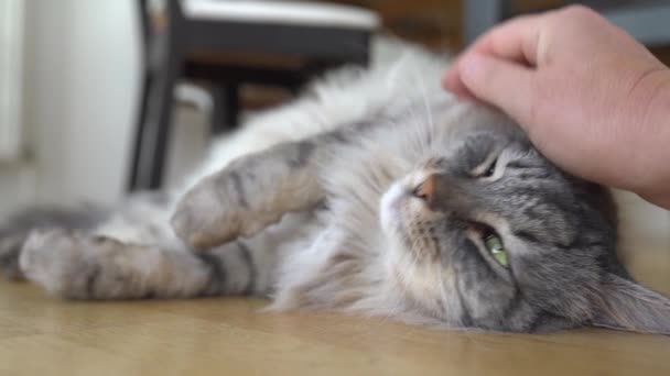 Womans Hand Scratching Fluffy Gray Maine Coon Chat Qui Est — Video
