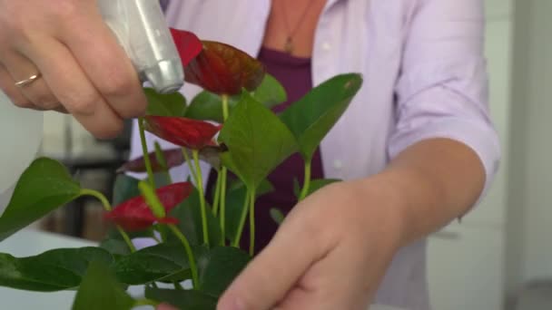 Γυναίκα Φροντίζει Φυτό Μια Γλάστρα Ανθούριο Ενυδατώνει Φύλλα Ελέγχει Για — Αρχείο Βίντεο