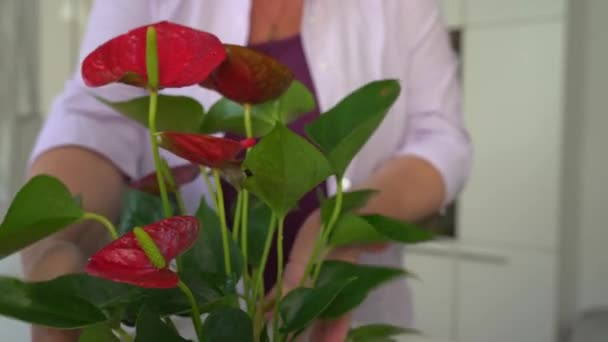 Femeia Grijă Plantă Într Oală Flori Anturium Hidratează Frunzele Verifică — Videoclip de stoc