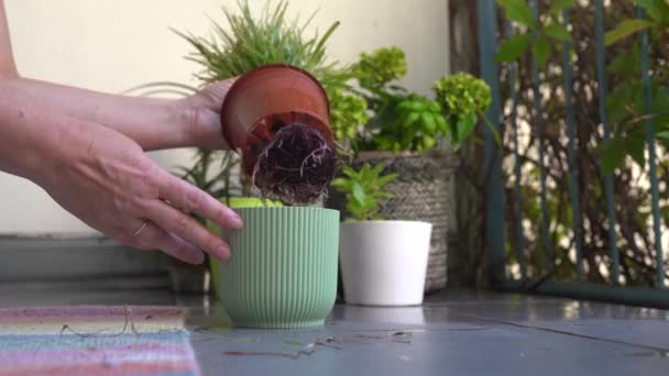 Γυναίκα Φροντίζει Φυτά Στην Γλάστρα Στο Μπαλκόνι Ψεκάστε Νερό Αφαιρέστε — Αρχείο Βίντεο