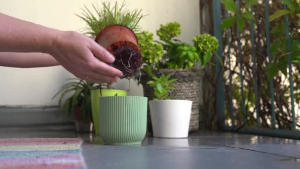 Vrouw Verzorgen Planten Bloempot Het Balkon Spray Water Verwijder Zieke — Stockvideo