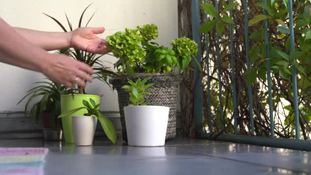 女性はバルコニーでフラワーポットで植物の世話をする スプレー 病気の乾燥した葉を取り除き 根システムを点検し 塵の葉を拭きます — ストック動画