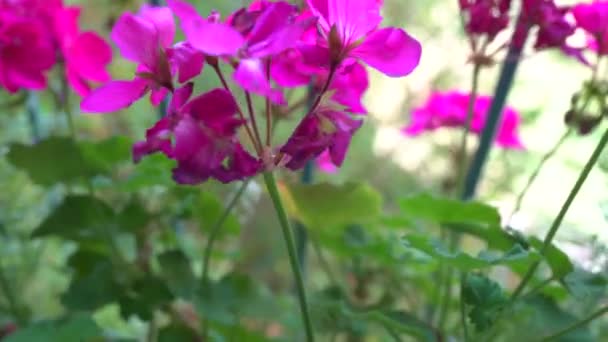 Çiçekli Sardunyalarla Ilgilenmek Solmuş Tomurcukları Bitkilerden Ayırmak Kadınların Elleri Balkonda — Stok video