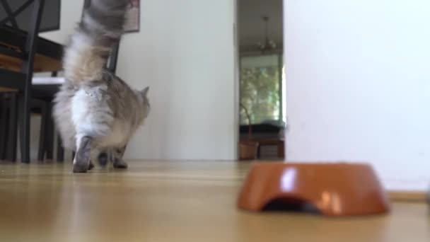 Kucing Domestik Menjilat Bibirnya Telah Makan Makanan Kering Dan Daun — Stok Video
