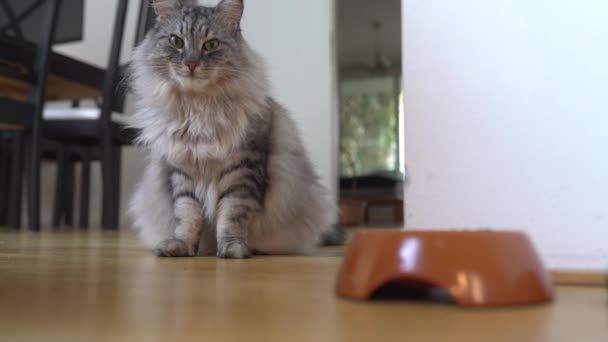 Οικιακή Γάτα Γλείφει Χείλη Του Έχει Φάει Ξηρά Τροφή Και — Αρχείο Βίντεο