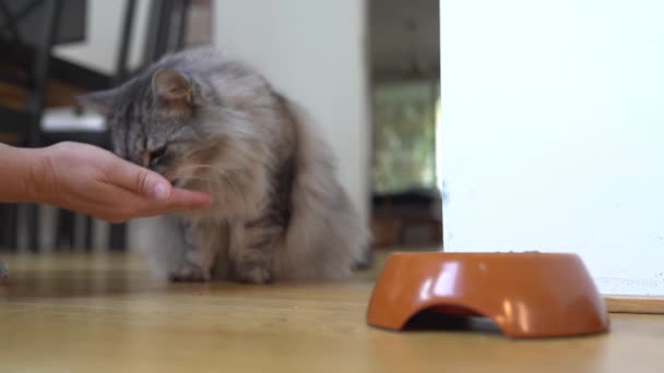 Flauschige Hauskatze Frisst Leckerbissen Aus Den Händen Ihres Besitzers — Stockvideo