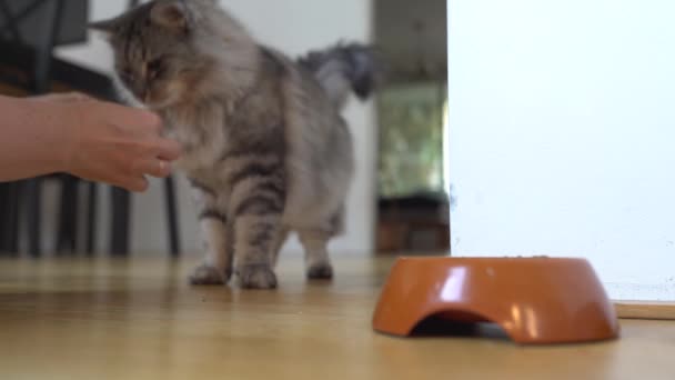 Fluffy Domestic Cat Eats Treat Hands Its Owner — Stock Video