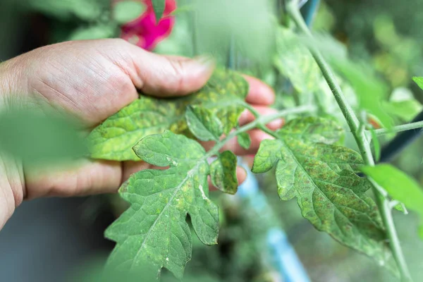 gardeners hand shows a diseased tomato plant, leaves with yellow spots, fungal disease, traces of spider mites, late blight
