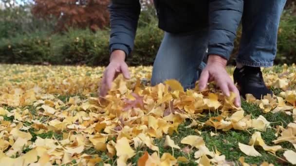 Muž Sbírá Suché Žluté Podzimní Listí Trávy Trávníku Rukama Vyhazuje — Stock video