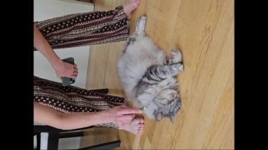 Sahibi özel masajcıyla kedi masajı yapıyor. Kedi mırıldanıyor ve eğleniyor, yerde yatıyor.