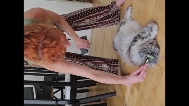 Proprietário Massagem Gato Com Massageador Especial Gato Ronrona Diverte Encontra — Vídeo de Stock