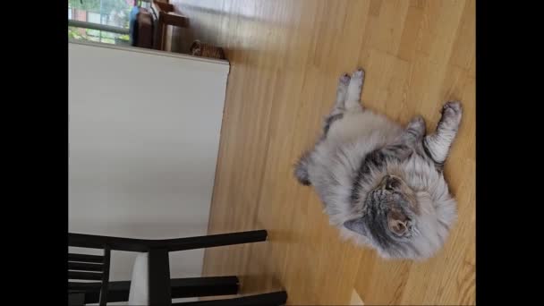 飼い主は特別なマッサージで猫のマッサージをしています 猫のプリースと楽しんで 床に横たわる — ストック動画