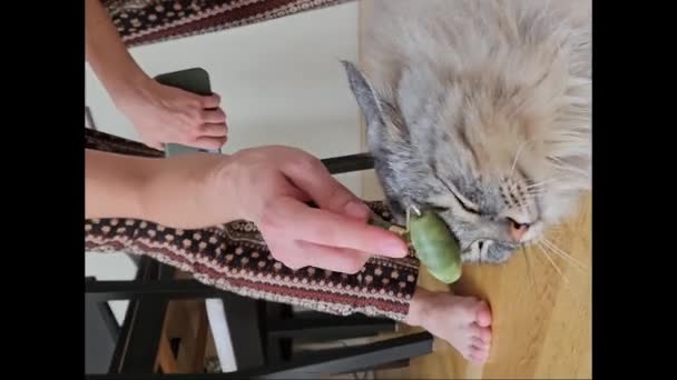 Pemilik Memberikan Pijat Kucing Dengan Pemijat Khusus Kucing Mendengkur Dan — Stok Video