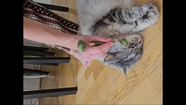 Majitel Masíruje Kočky Speciálním Masážním Zařízením Kočka Předení Baví Leží — Stock video