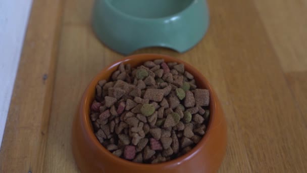 Αφράτη Οικιακή Γάτα Τρώει Κέρασμα Από Χέρια Του Ιδιοκτήτη Της — Αρχείο Βίντεο