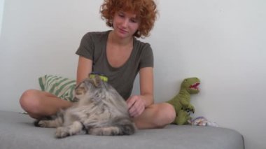 Kedi bakım evi. Genç bir kız, kanepede oturuyor, bir hayvan tarağıyla taraklar kabarık gri kedi tembel tembel kanepede yatıyor. Evcil hayvan ve sahibi arasındaki etkileşim. evcil hayvanla ev hayatı