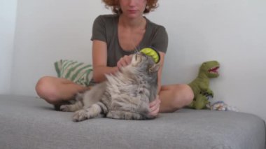 Kedi bakım evi. Genç bir kız, kanepede oturuyor, bir hayvan tarağıyla taraklar kabarık gri kedi tembel tembel kanepede yatıyor. Evcil hayvan ve sahibi arasındaki etkileşim. evcil hayvanla ev hayatı