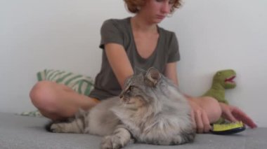 Kedi bakım evi. Genç bir kız, kanepede oturuyor, bir hayvan tarağıyla taraklar kabarık gri kedi tembel tembel kanepede yatıyor. Evcil hayvan ve sahibi arasındaki etkileşim. evcil hayvanla ev hayatı