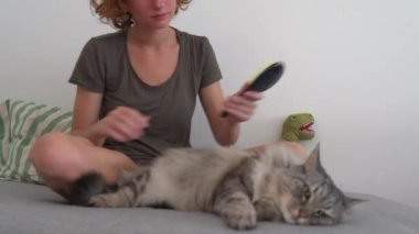 Kedi bakım evi. Genç bir kız, kanepede oturuyor, bir hayvan tarağıyla taraklar kabarık gri kedi tembel tembel kanepede yatıyor. Evcil hayvan ve sahibi arasındaki etkileşim. evcil hayvanla ev hayatı