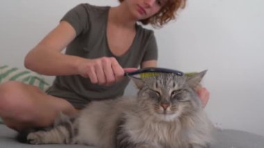 Kedi bakım evi. Genç bir kız, kanepede oturuyor, bir hayvan tarağıyla taraklar kabarık gri kedi tembel tembel kanepede yatıyor. Evcil hayvan ve sahibi arasındaki etkileşim. evcil hayvanla ev hayatı