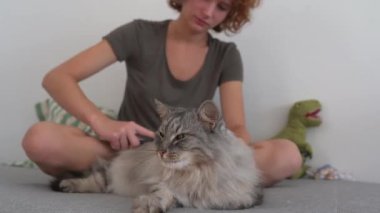 Kedi bakım evi. Genç bir kız, kanepede oturuyor, bir hayvan tarağıyla taraklar kabarık gri kedi tembel tembel kanepede yatıyor. Evcil hayvan ve sahibi arasındaki etkileşim. evcil hayvanla ev hayatı