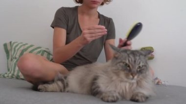 Kedi bakım evi. Genç bir kız, kanepede oturuyor, bir hayvan tarağıyla taraklar kabarık gri kedi tembel tembel kanepede yatıyor. Evcil hayvan ve sahibi arasındaki etkileşim. evcil hayvanla ev hayatı
