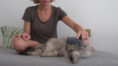 Kedi bakım evi. Genç bir kız, kanepede oturuyor, bir hayvan tarağıyla taraklar kabarık gri kedi tembel tembel kanepede yatıyor. Evcil hayvan ve sahibi arasındaki etkileşim. evcil hayvanla ev hayatı