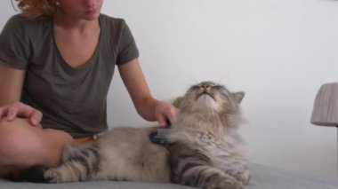 Kedi bakım evi. Genç bir kız, kanepede oturuyor, bir hayvan tarağıyla taraklar kabarık gri kedi tembel tembel kanepede yatıyor. Evcil hayvan ve sahibi arasındaki etkileşim. evcil hayvanla ev hayatı