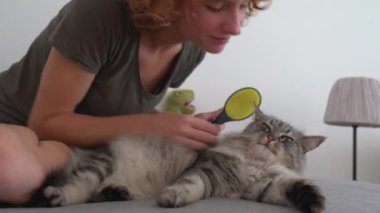 Kedi bakım evi. Genç bir kız, kanepede oturuyor, bir hayvan tarağıyla taraklar kabarık gri kedi tembel tembel kanepede yatıyor. Evcil hayvan ve sahibi arasındaki etkileşim. evcil hayvanla ev hayatı