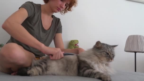 Casa Aliciamento Gato Menina Adolescente Sentado Sofá Pentes Com Pente — Vídeo de Stock