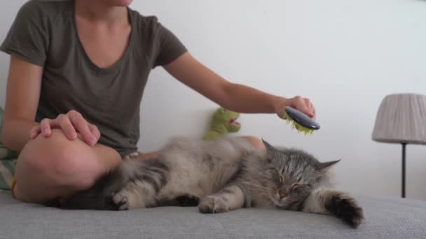 猫的仪容房子 少女坐在沙发上 懒洋洋地躺在沙发上 用动物梳子梳理毛绒绒灰猫 宠物和主人之间的互动 养宠物的家庭生活 — 图库视频影像