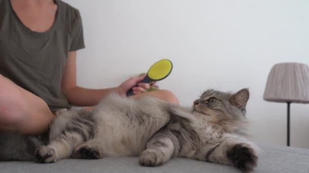 Katzenpflegehaus Teenager Mädchen Auf Sofa Sitzend Kämmt Mit Einem Tierkamm — Stockvideo