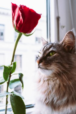 Portre kabarık gri kedi pencereden dışarı bakıyor, kırmızı gülün yanında.