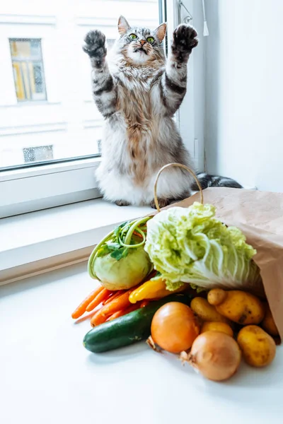 growling, attacking cat stands on its hind legs, on windowsill, near large window, with fresh vegetables lying nearby.