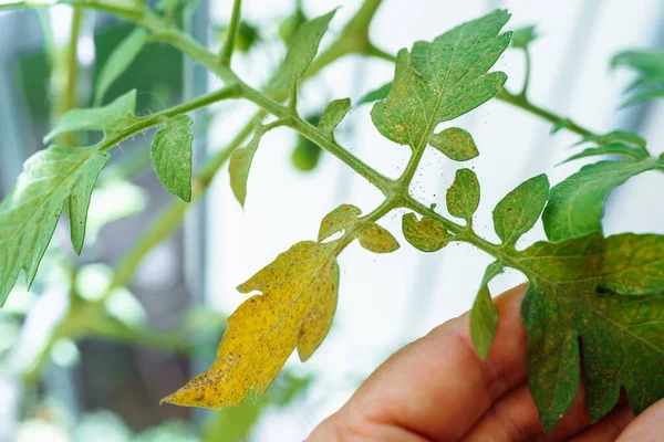 Böcek yaprak bitlerinden etkilenen domates yapraklarının yakın çekimi