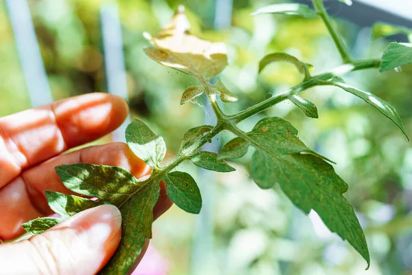 Close-up of tomato leaves affected by insect pests aphids