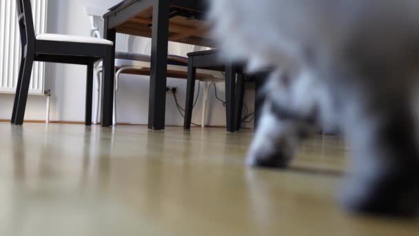 Kobieta Karmiąca Kota Suchym Pokarmem Nie Głodny Kot Domowy Ignoruje — Wideo stockowe