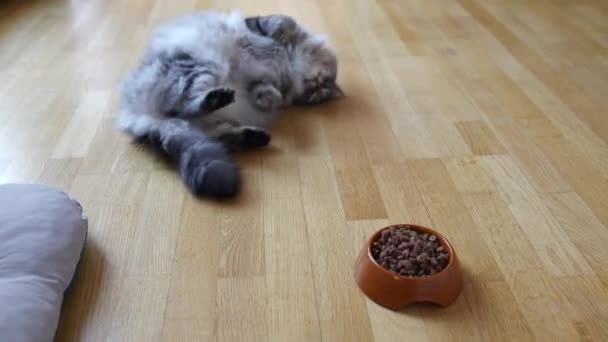 Γυναίκα Που Ταΐζει Ξηρά Τροφή Οικιακή Γάτα Πεινασμένη Γάτα Αγνοεί — Αρχείο Βίντεο