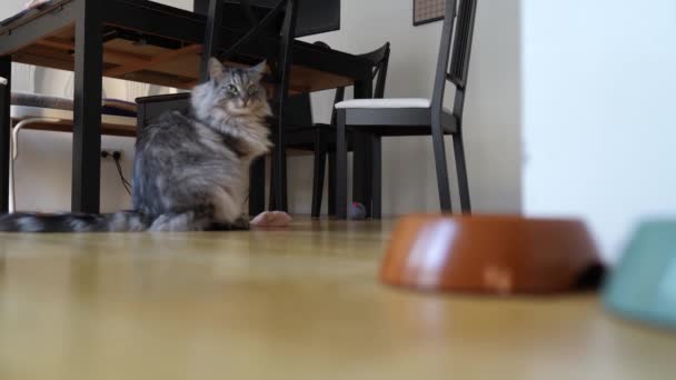 Γυναίκα Που Ταΐζει Ξηρά Τροφή Οικιακή Γάτα Πεινασμένη Γάτα Αγνοεί — Αρχείο Βίντεο