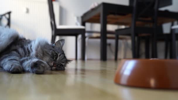 Kobieta Karmiąca Kota Suchym Pokarmem Nie Głodny Kot Domowy Ignoruje — Wideo stockowe