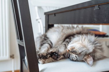 Yakın çekim safkan kedi gözleri kapalı, topun içinde kıvrılmış bir şekilde rahat bir şekilde uyuyor.