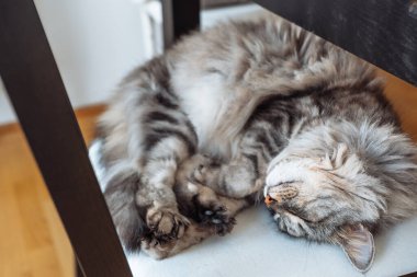 Yakın çekim safkan kedi gözleri kapalı, topun içinde kıvrılmış bir şekilde rahat bir şekilde uyuyor.