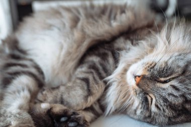 Yakın çekim safkan kedi gözleri kapalı, topun içinde kıvrılmış bir şekilde rahat bir şekilde uyuyor.