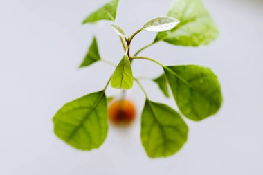 Avokado tohumları bir bardak suda büyüyor. Bir avokado ağacını tohumdan filizlendirmek için evdeki hidropojistik yöntemi kullanmak.